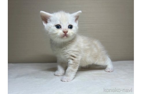 成約済の茨城県のスコティッシュフォールド-110538の5枚目